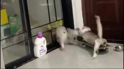 Abrupt cat
