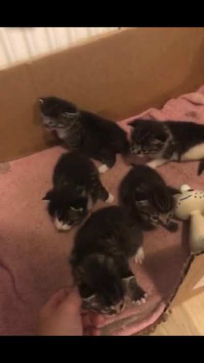 Can&rsquo;t wait to meet this entire gang of tiny criminals soon
