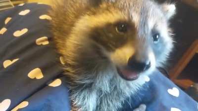 Nom nom nom