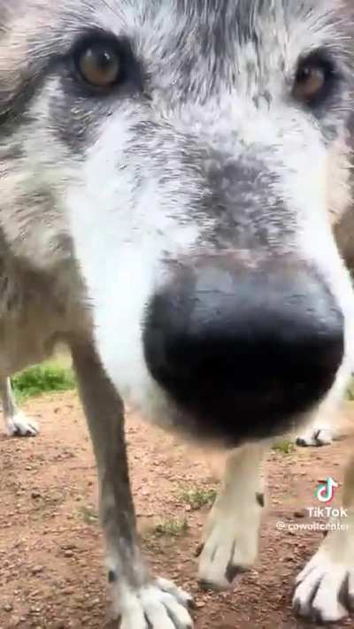 Sniffspection
