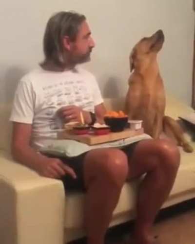 The dog showing " no interest " in food