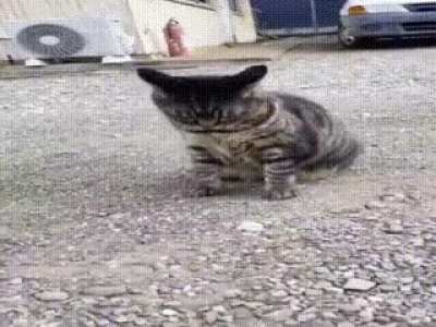 Sonic the wunkhog