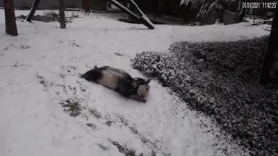 Giant Panda enjoying the snowstorm