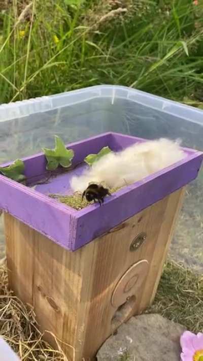 I found a Bee 36 days ago and found out she couldn&rsquo;t fly! Now I have a pet bee because I didn&rsquo;t have the heart to leave her out to be a snack for a bird! I take her out when it&rsquo;s dry just in case she finds flight again but no luck so far. She&rsquo;s survived w