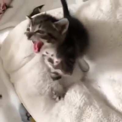 A very vicious beast asserting dominance