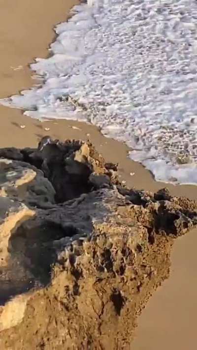 When they aren't aggressively shitting everywhere, seagulls are quite majestic