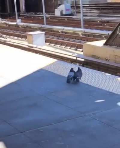 Go ahead, just watch those bastards commit bird murder