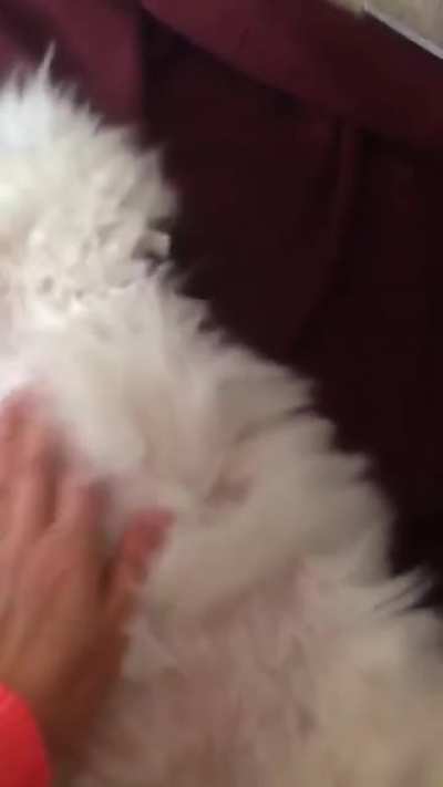 Fluffy belly
