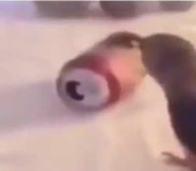 This bird is king of birds