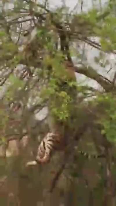 One cat who didn&rsquo;t land on it&rsquo;s feet.