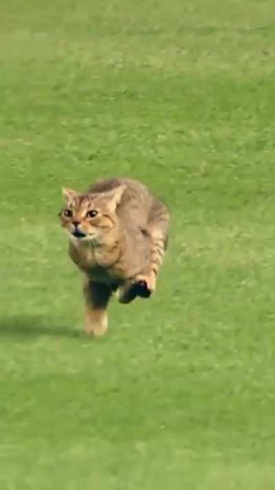 Best cat footage I&rsquo;ve ever seen