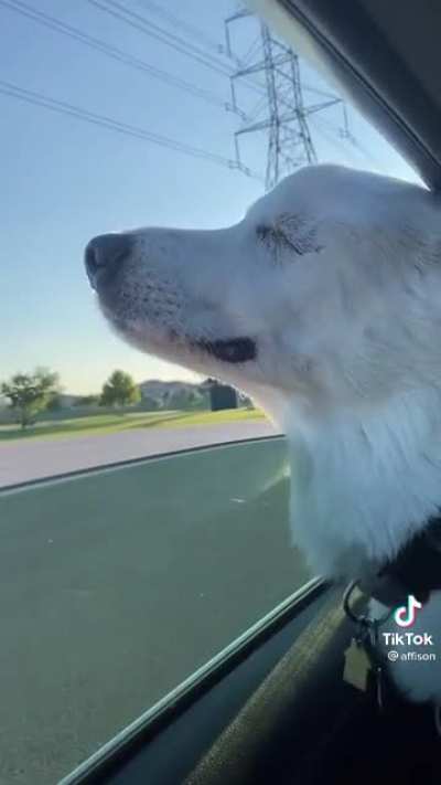 Blind dog realizing they&rsquo;re going to their favorite place