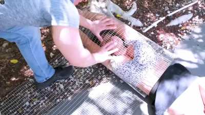 Adult Time - Jennifer White - Caged In