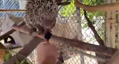 Corn. Probably.