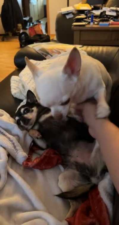 Mauser hogging Bradley&rsquo;s scratches