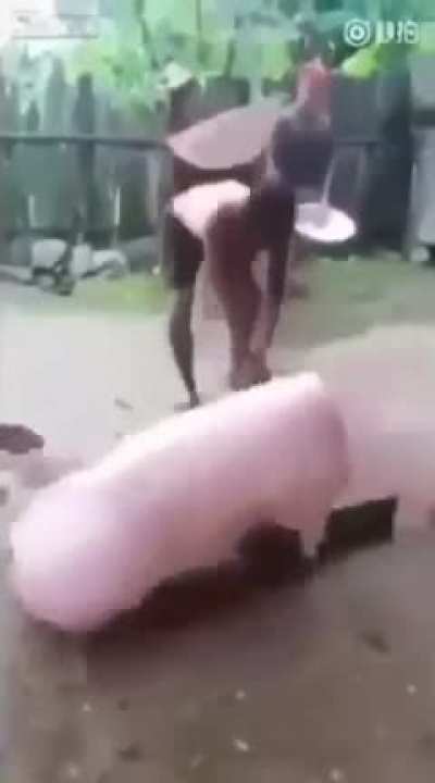 dont look up scientific name of pig
