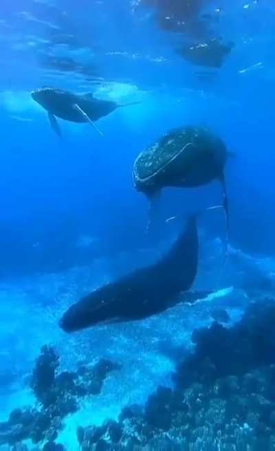 This is what a whale conversation sounds like