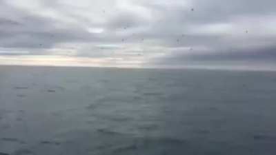 Breaching Whales Surprise Filming Tourist