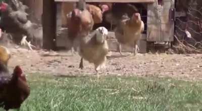 xqchicken’s escaping their cage