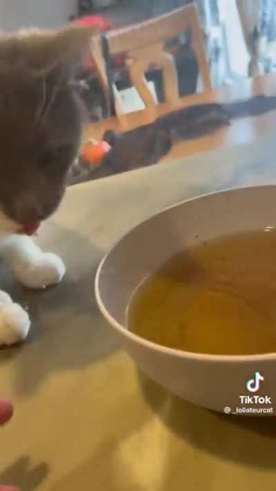 Cats living my dream life