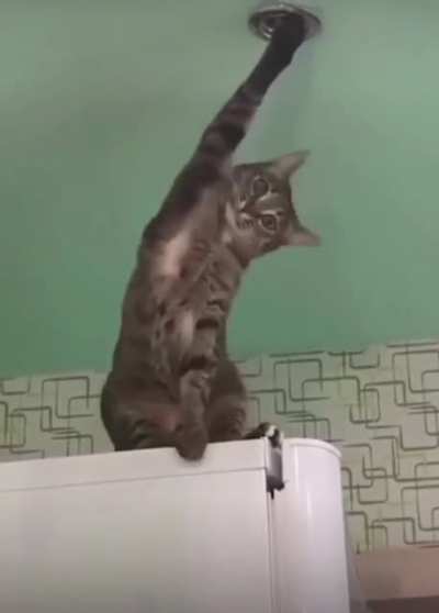 Cat got stuck i guess