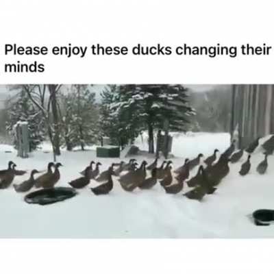 "Quack, quack, quack, NO, fuack! fuack!! fuack!!!"...
