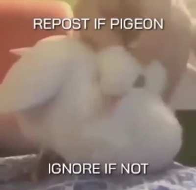 B I R B