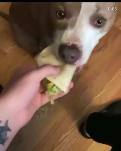 dog rule