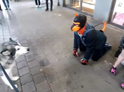 blursed dogs