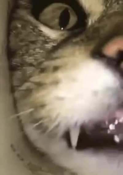 POV eres una cucaracha