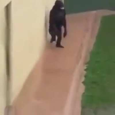 Los del asilo persiguiendo a los del discord