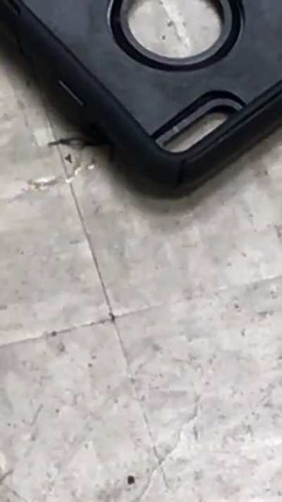 rip clarence cricket