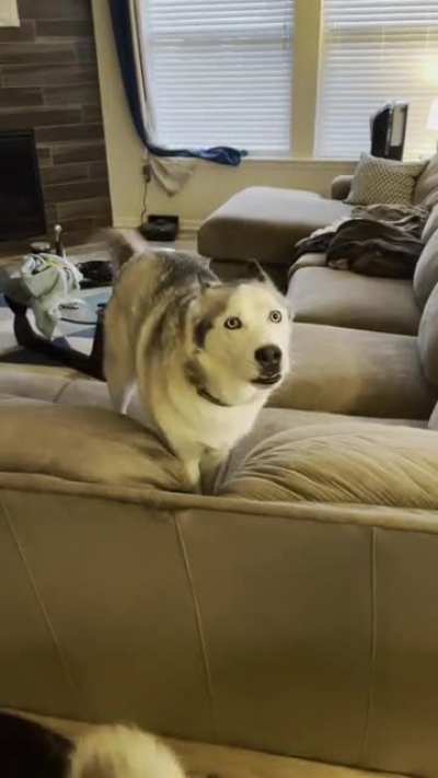 Goose stomps his feet and buries his head in the couch when he doesn&rsquo;t get what he wants.