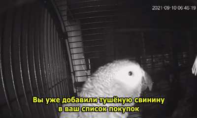 Слишком умный попугай попросил Алексу добавить тушёную свинину в список покупок.