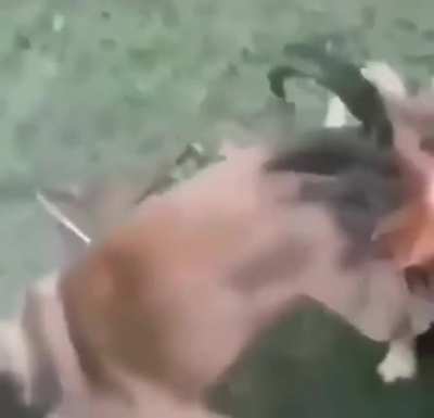 Pug got trysexual