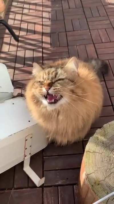 Mood