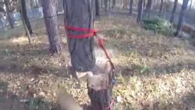 Tree Will Not Fall