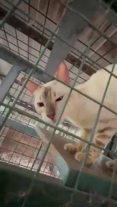 Adopting a 1 and half year old highly neglected snow bengal
