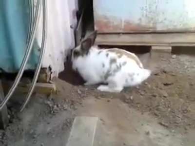 This rabbit saving a cat who couldn&rsquo;t find its way out