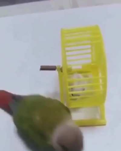 When your pet "bird" has a pet hamster and you find out that your pet "bird" is a little asshole