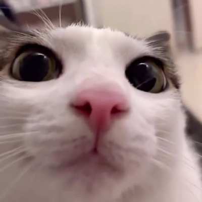 It blink