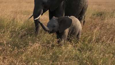 Masi Mara, Kenya