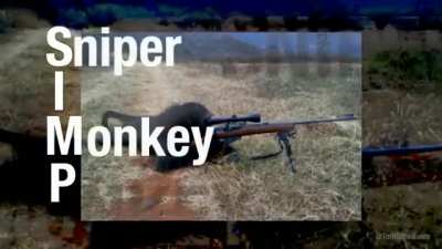 Monkey