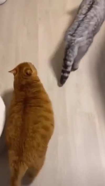 Orange gangster Chonky is confident &amp;amp; ready to attack!