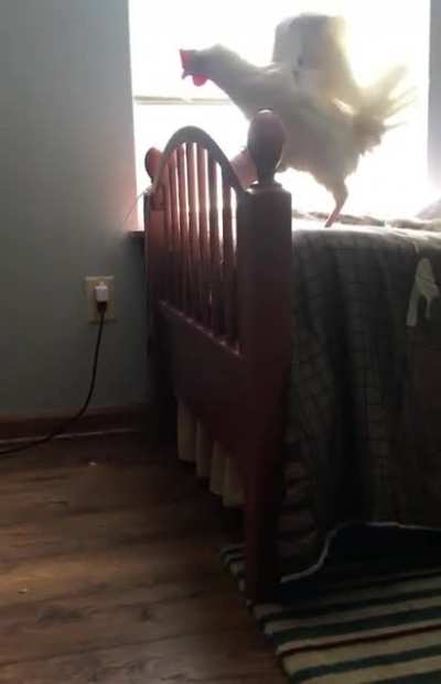 Smart chicken