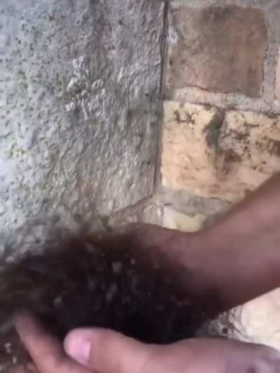 Someone Picking Up A Nest Of Spiders