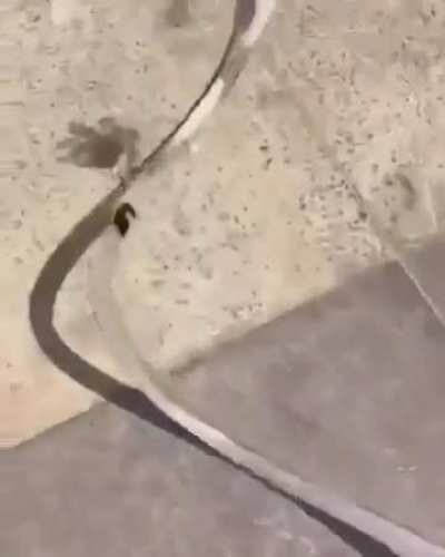 My fish people need me