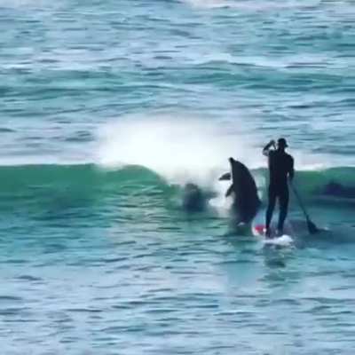 Just trying to paddle board