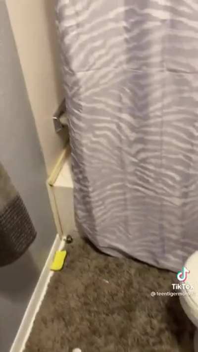 That's a big kitty