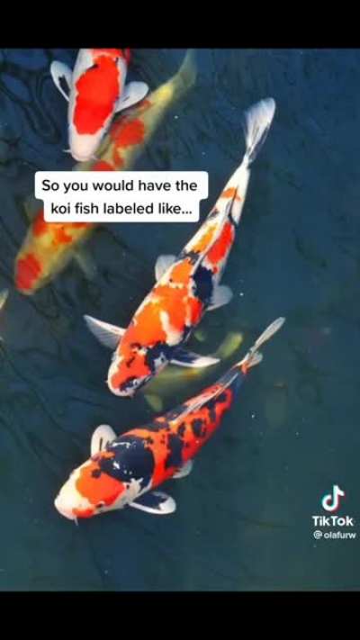 Most people don&rsquo;t know this about koi fish